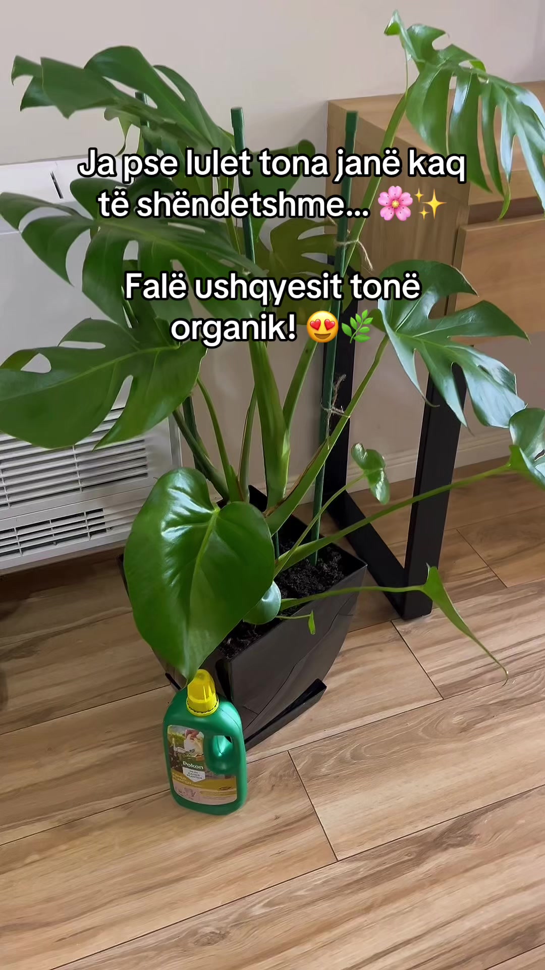 @Lule për ty