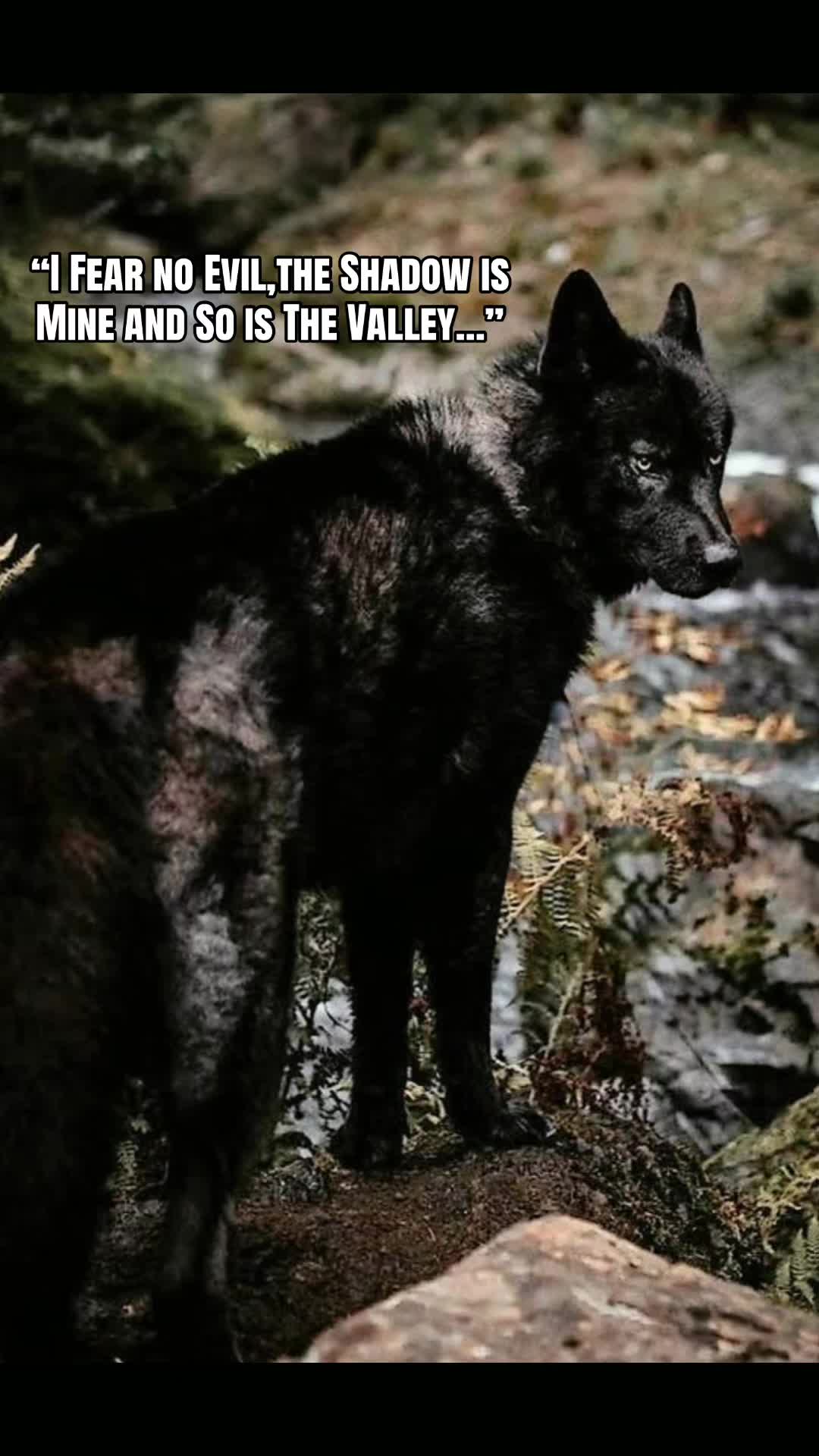 @🪬Conscious_LoneWolf🐺