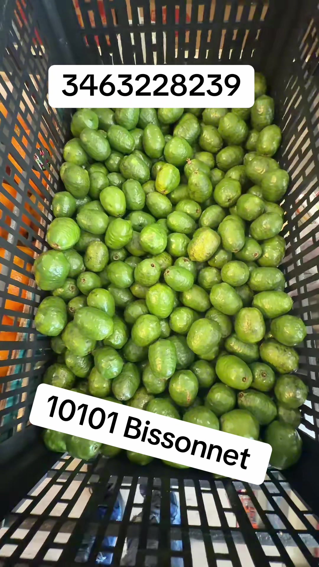 @Jusepi_la más viral