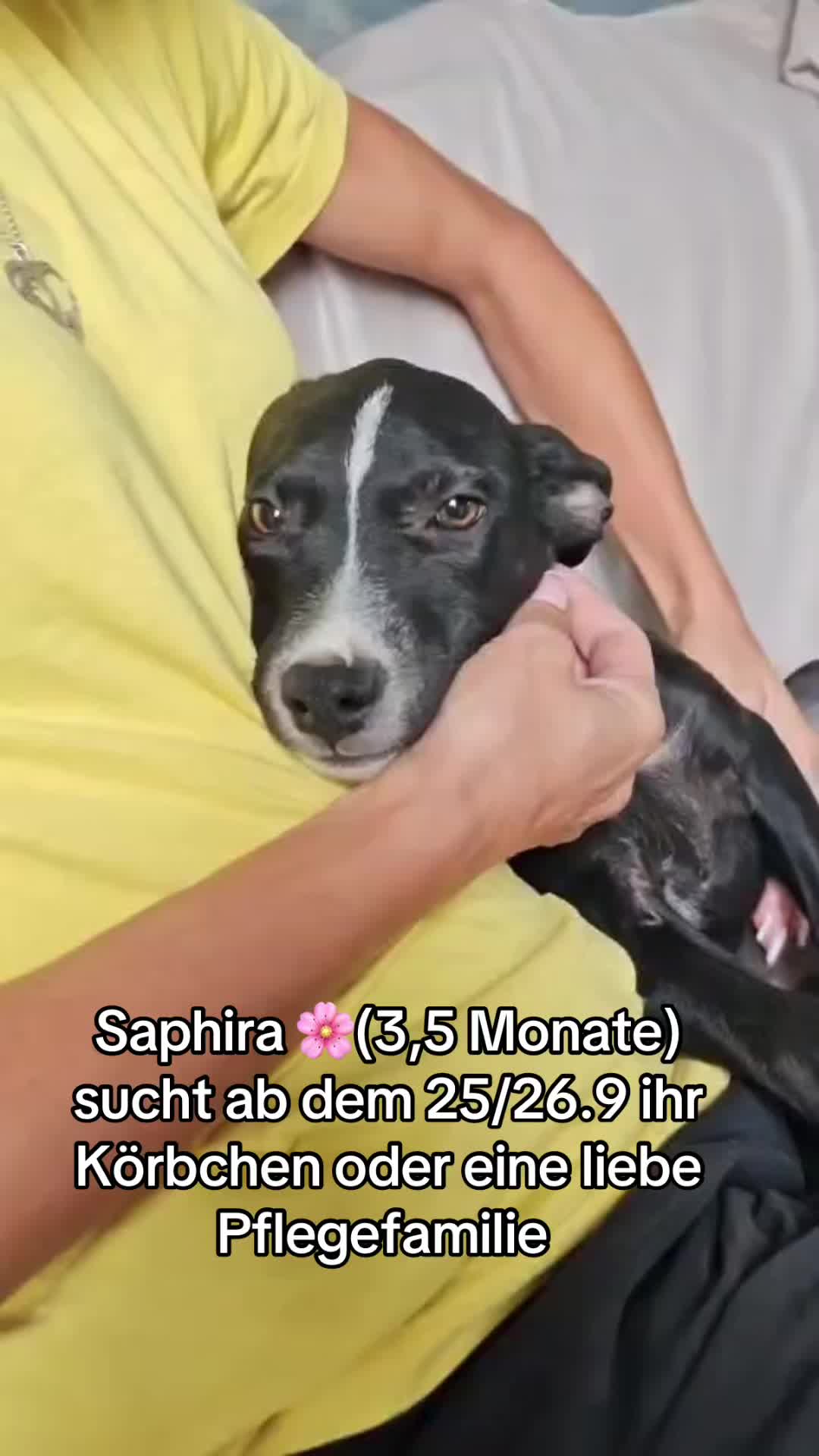 @Ankerhunde e.V.
