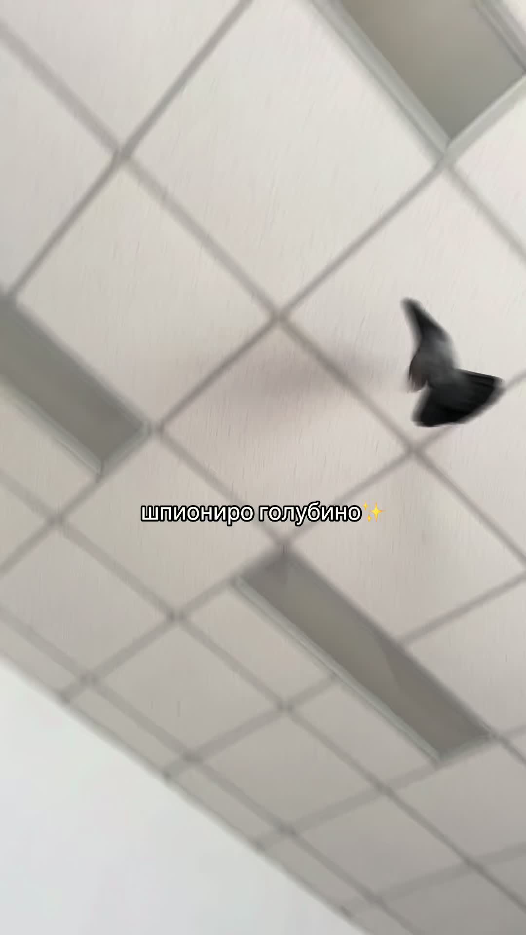 @котость