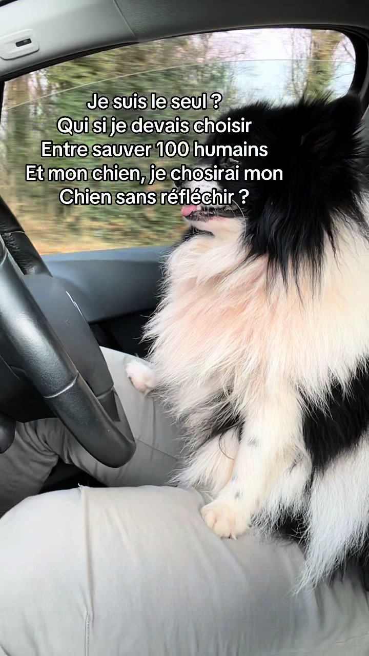 @🇫🇷GRINGO LOCO🇫🇷