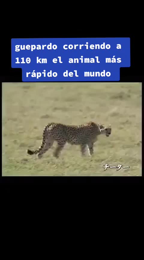 @GazmeyGaz