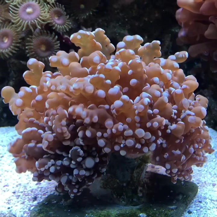 @Ts_reefs