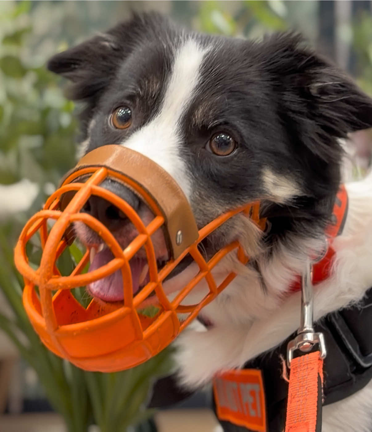 @themworkingdogs🏴󠁧󠁢󠁳󠁣󠁴󠁿