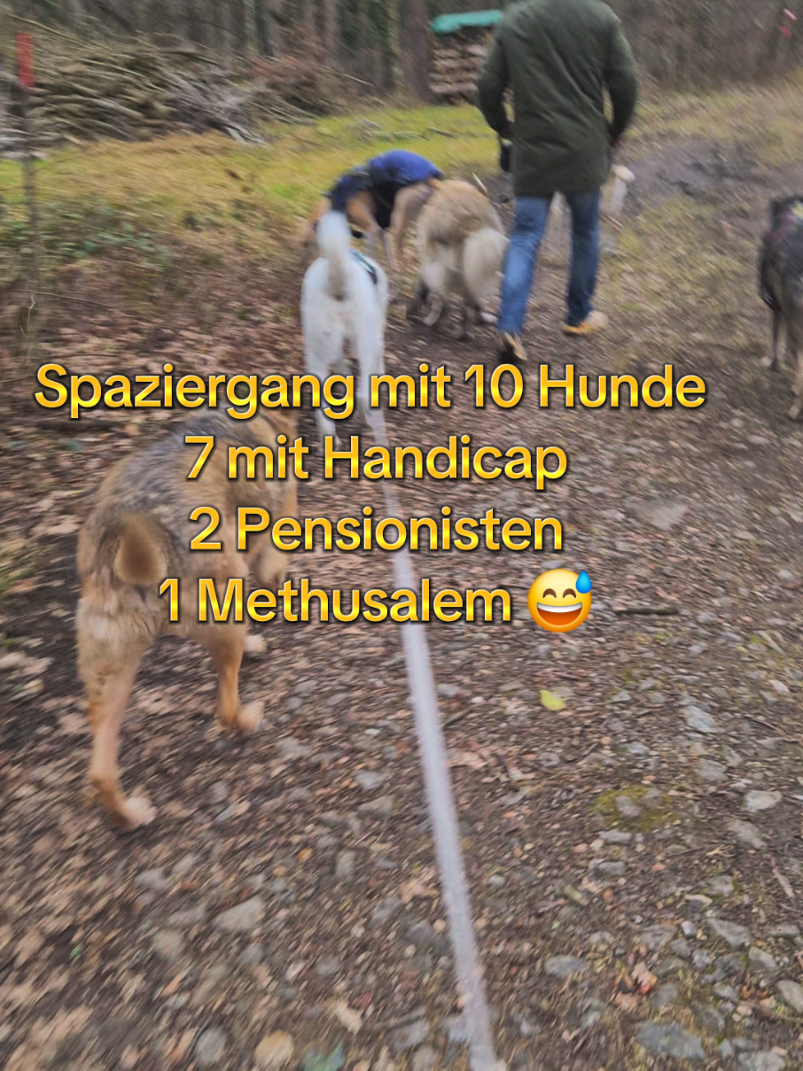 @Handicap.dogs.on.tour.