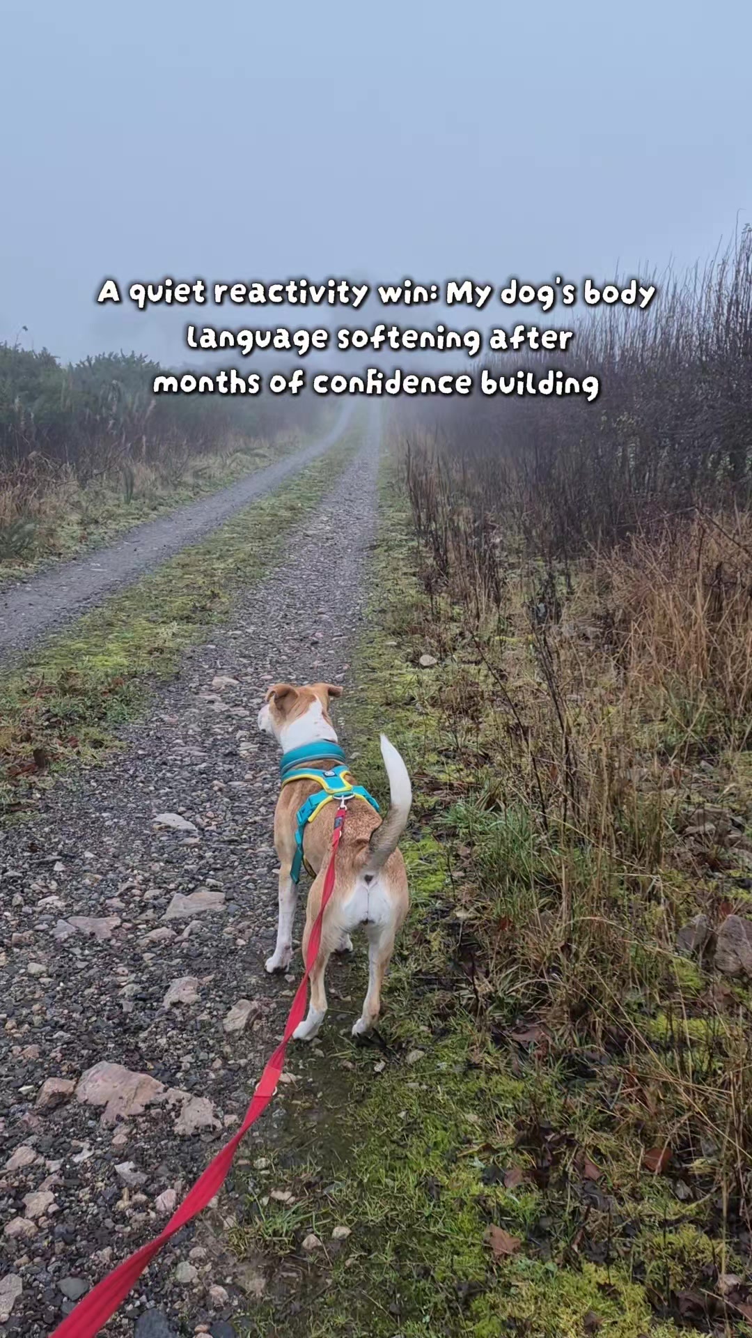 @wildlife_rescue_adventure