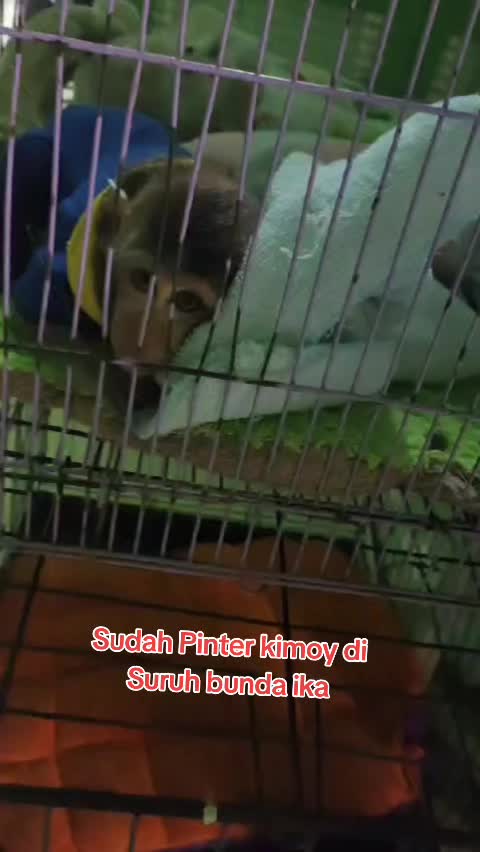 @WIJAYA TRAVEL & PEMPEK