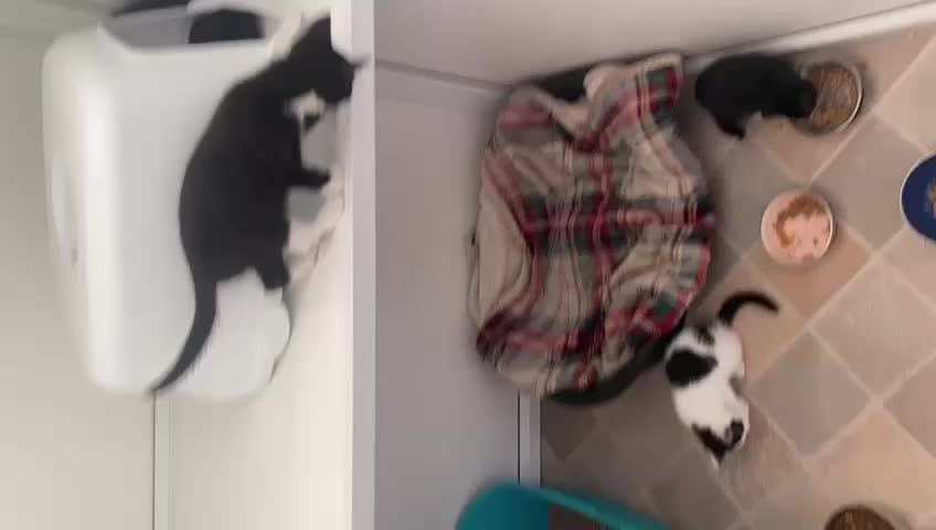 @Greenacres Rescue