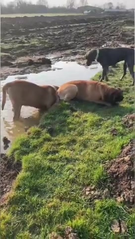 @Sully The Dane