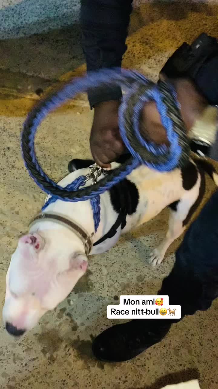 @Momoparleauxchiens🇸🇳🇩🇪