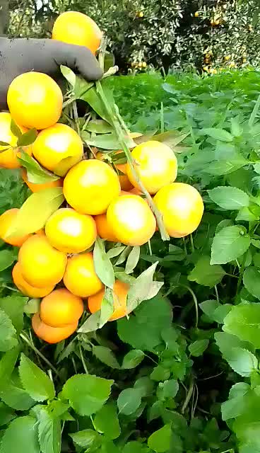 @راحيم المريول