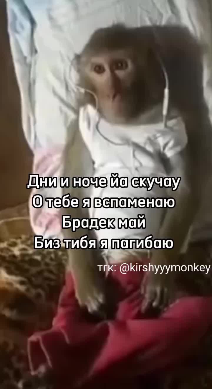 @🍌Киршу Монке🍌