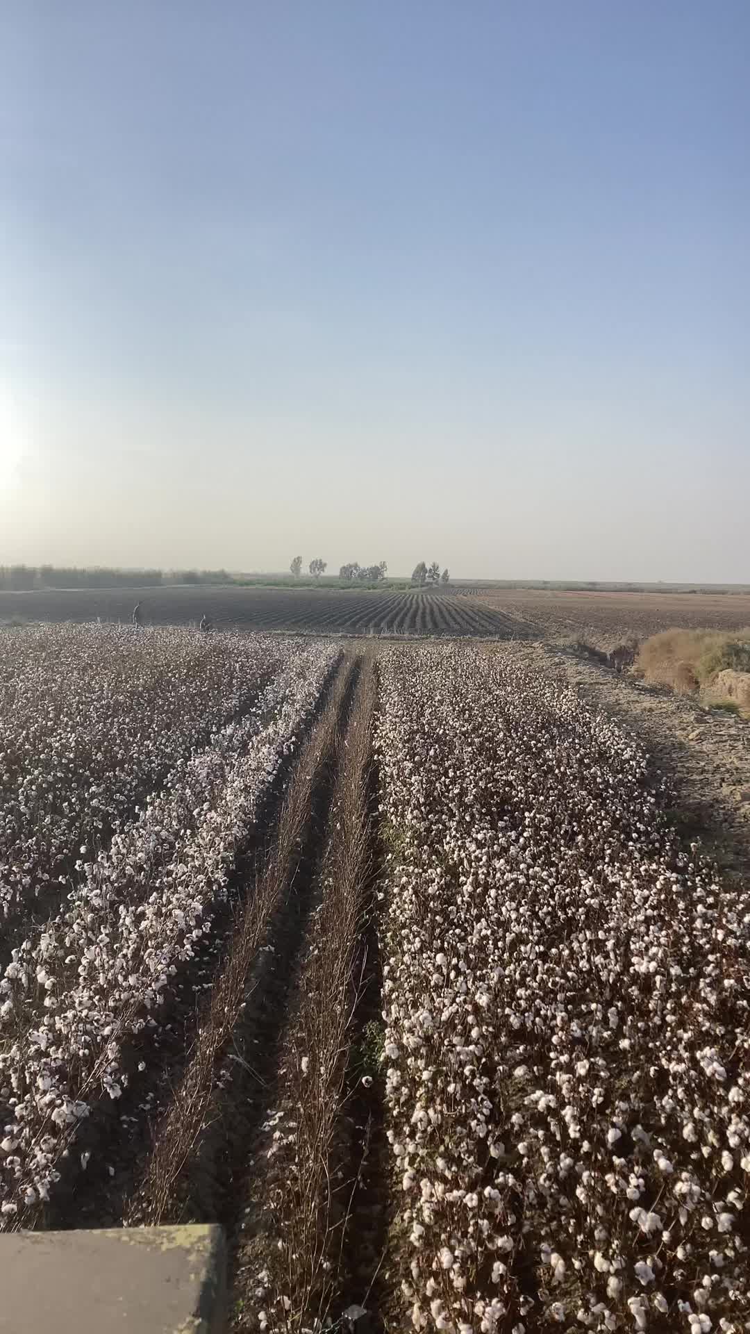 @Sezai Başcı