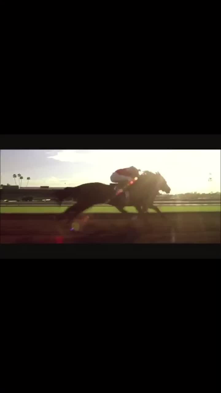 @🖇horses🖇