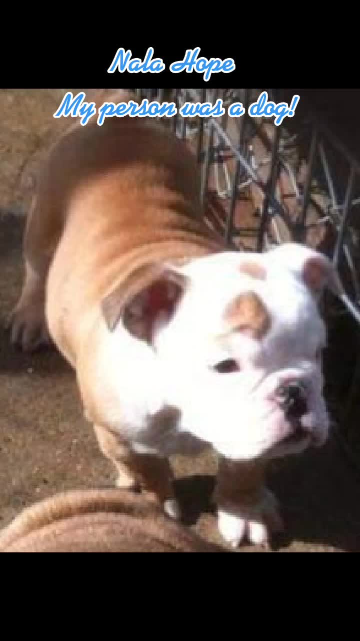 @BulldogTopiaInTexas💙💙💙💙💙