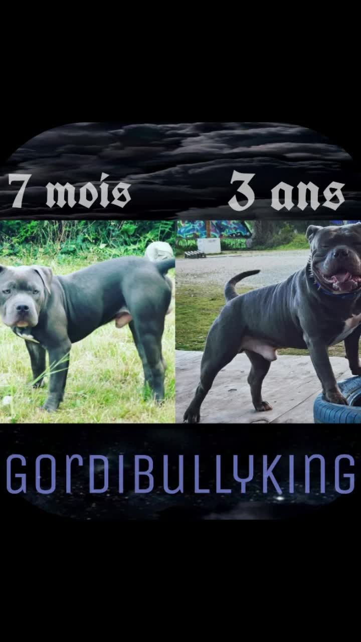 @GordiTheBully