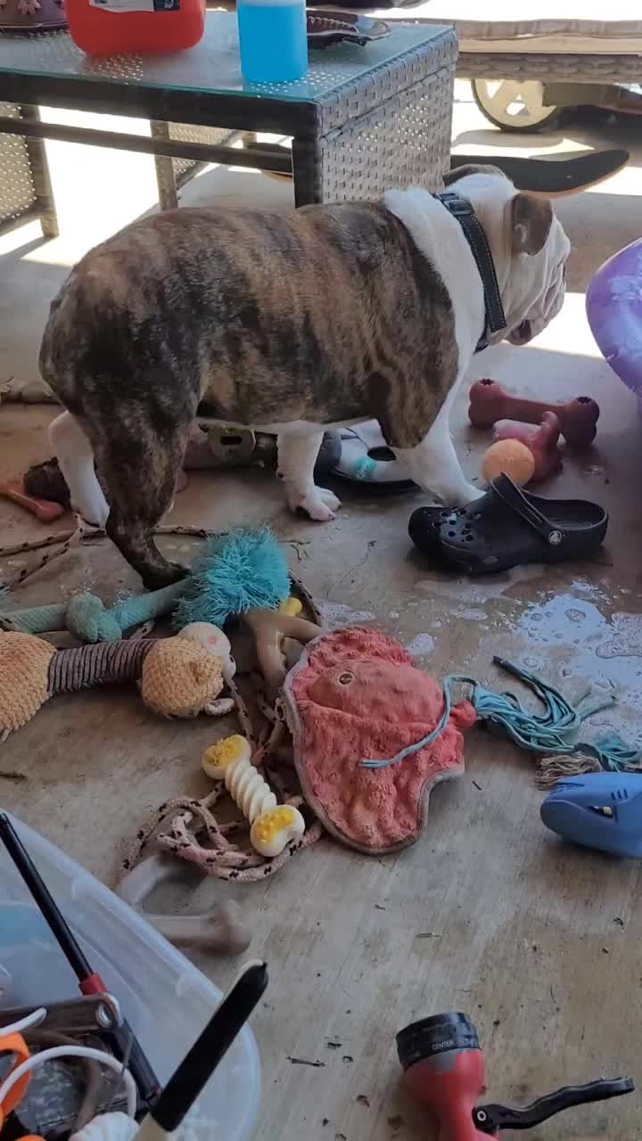 @BulldogTopiaInTexas💙💙💙💙💙