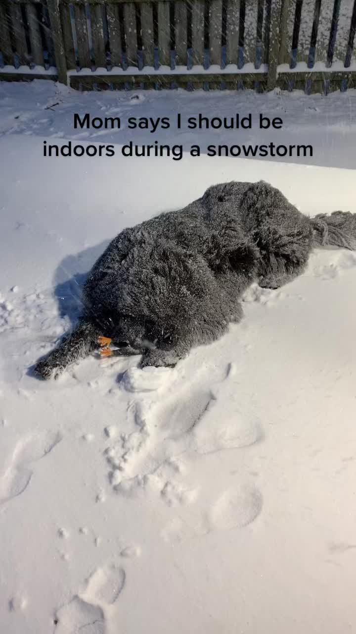 @HomertheNewf 🇨🇦