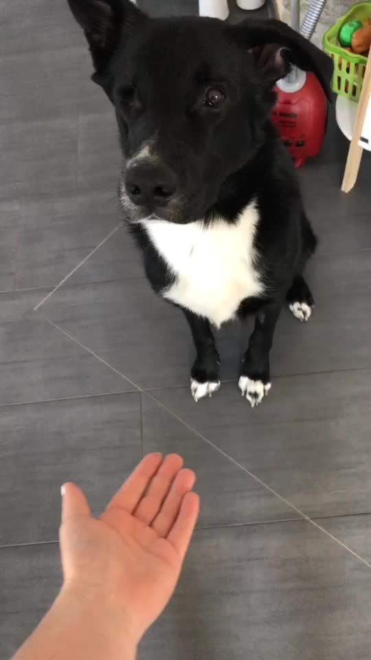 @Lucky&Linda❤️🐶