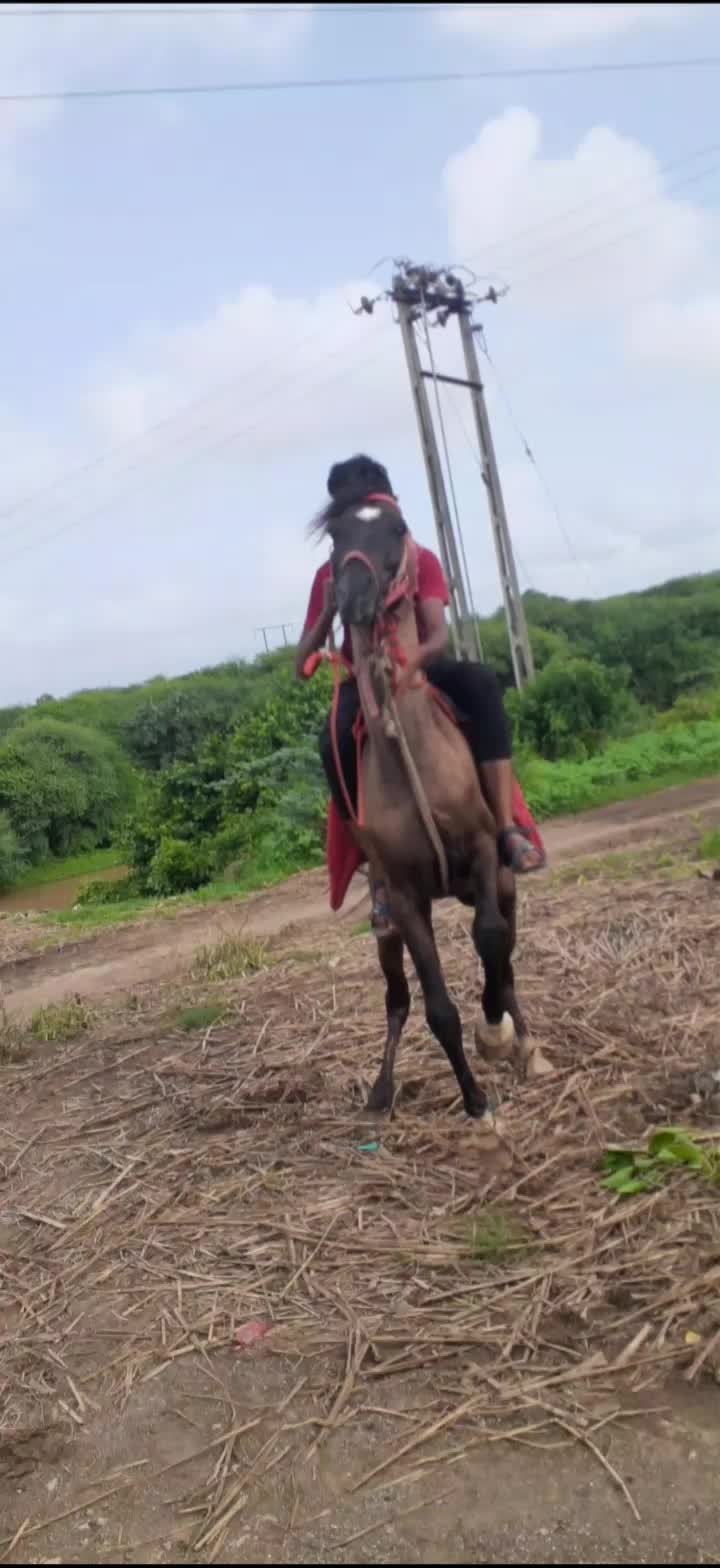 @mahavir shekhva 2
