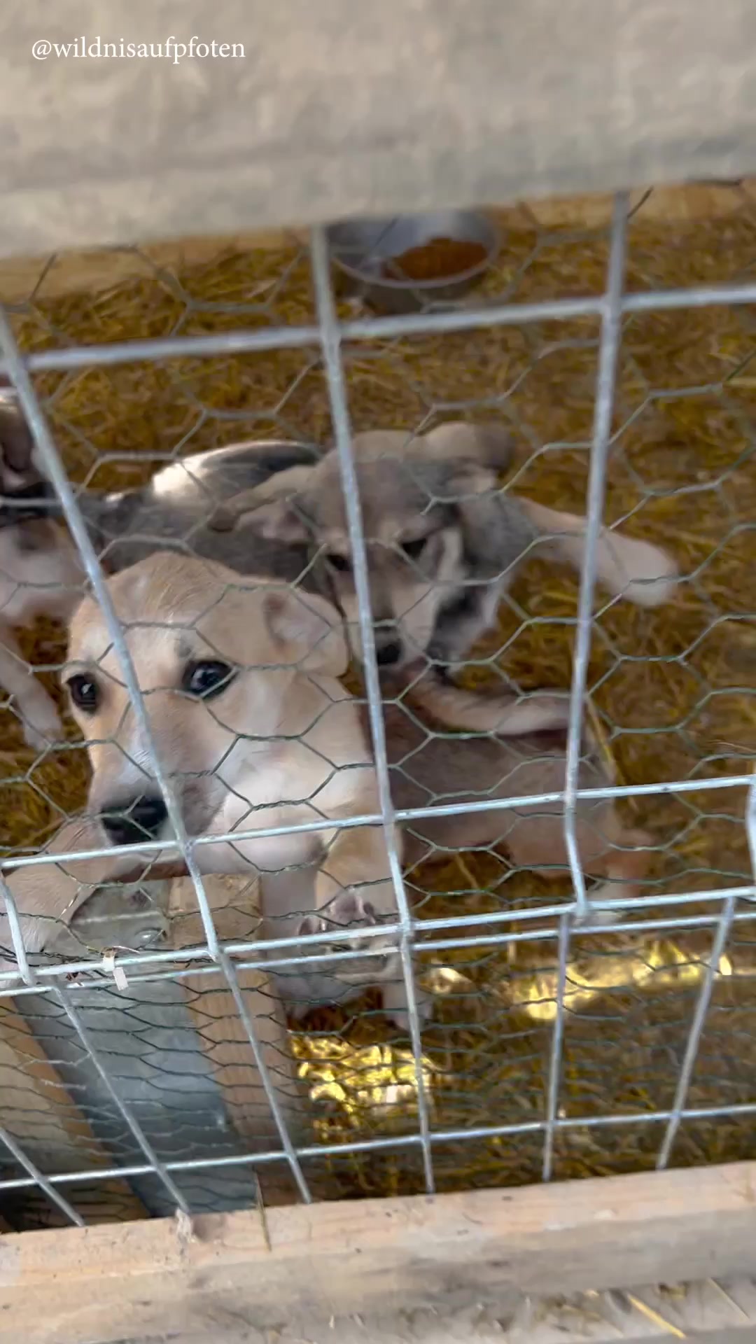 @Antonia | Hundetrainerin