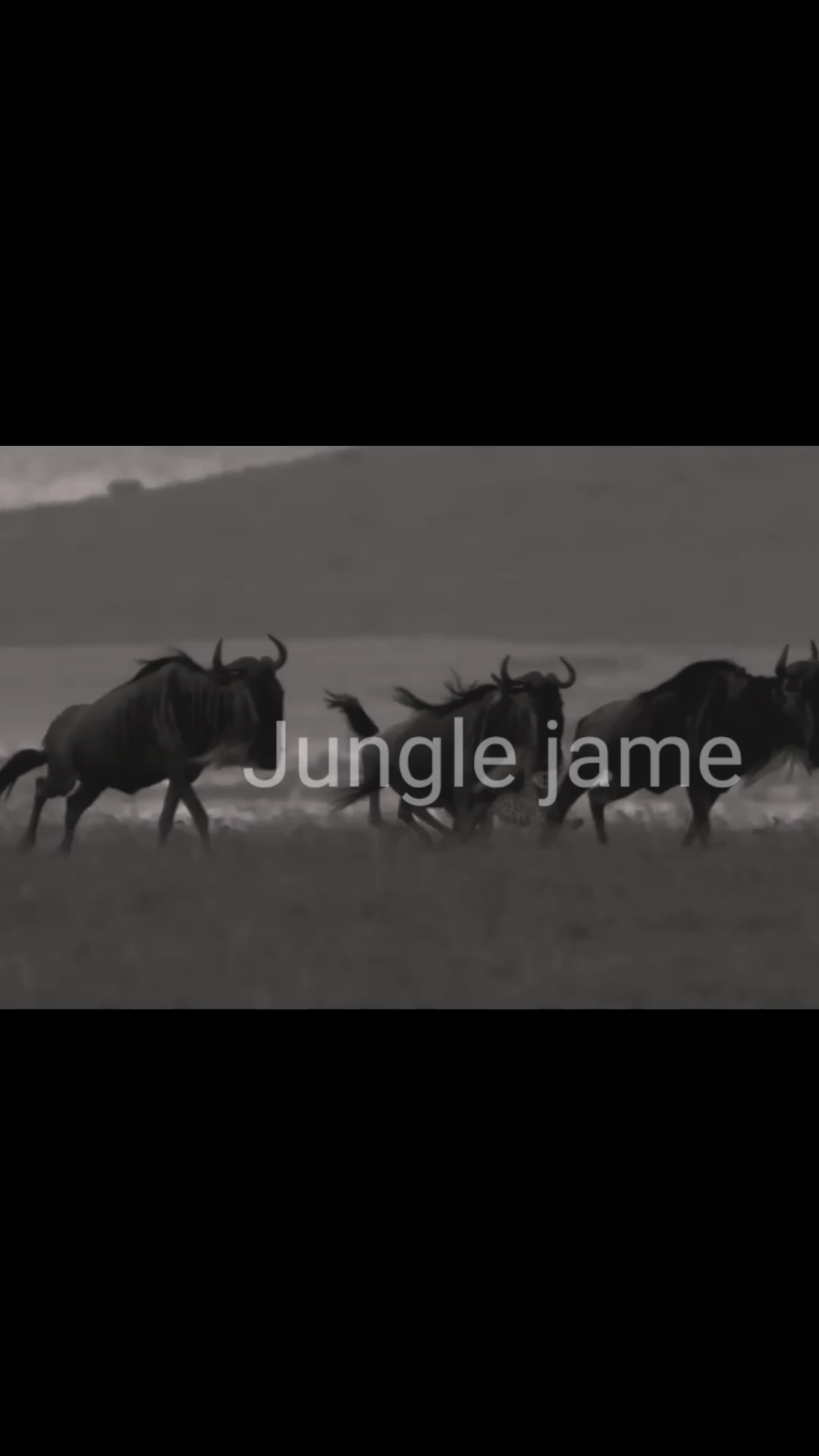 @Jungle jame