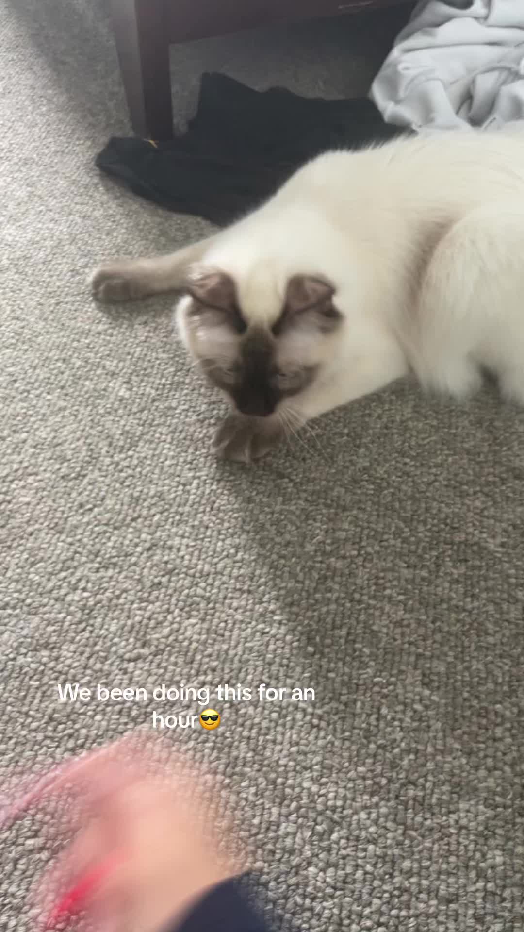 @brunokitten