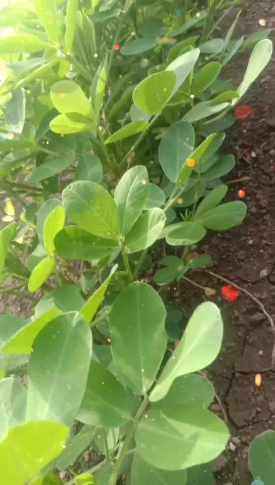 @muneshparmar