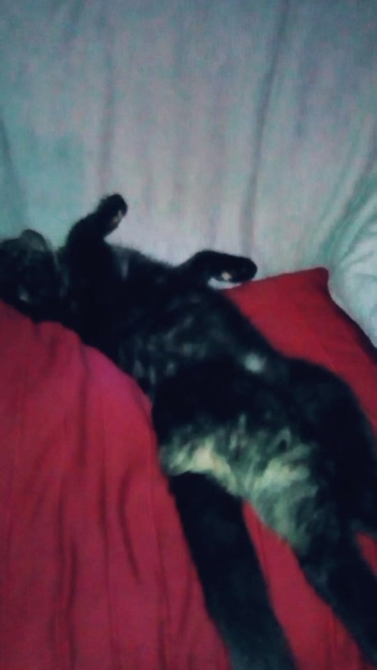 @Katze