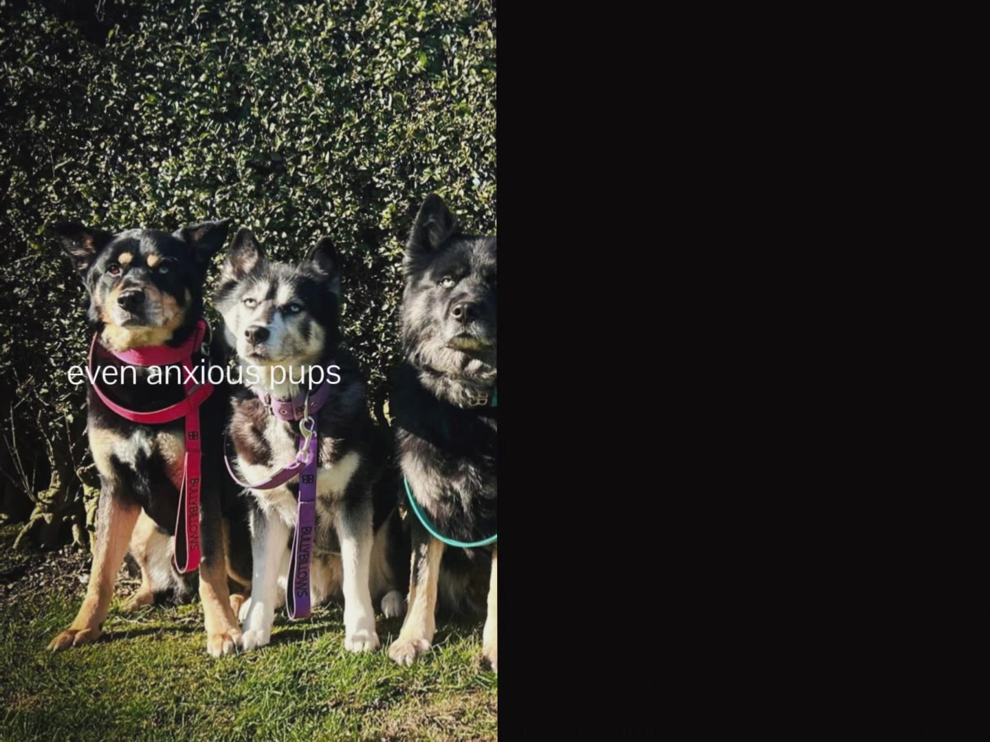 @Pawsome Fivesome