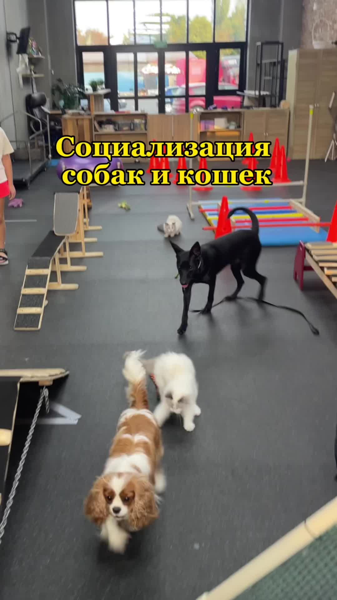 @dogcat_center.by
