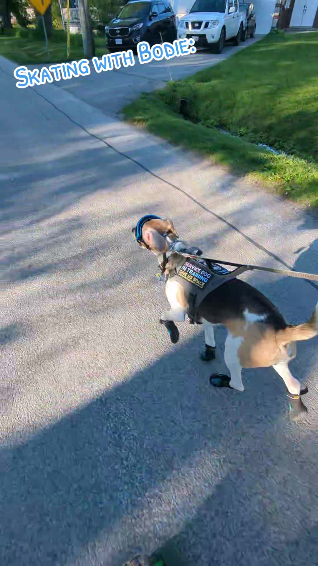 @vaguely.coonhounds