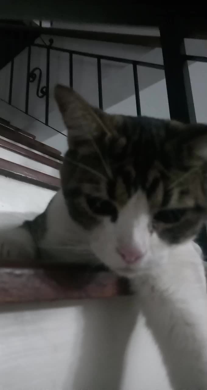 @Animales reales