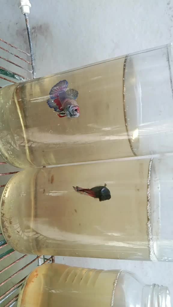@batangmakulit