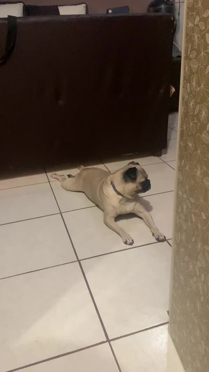 @En Memoria de Ninna Pug