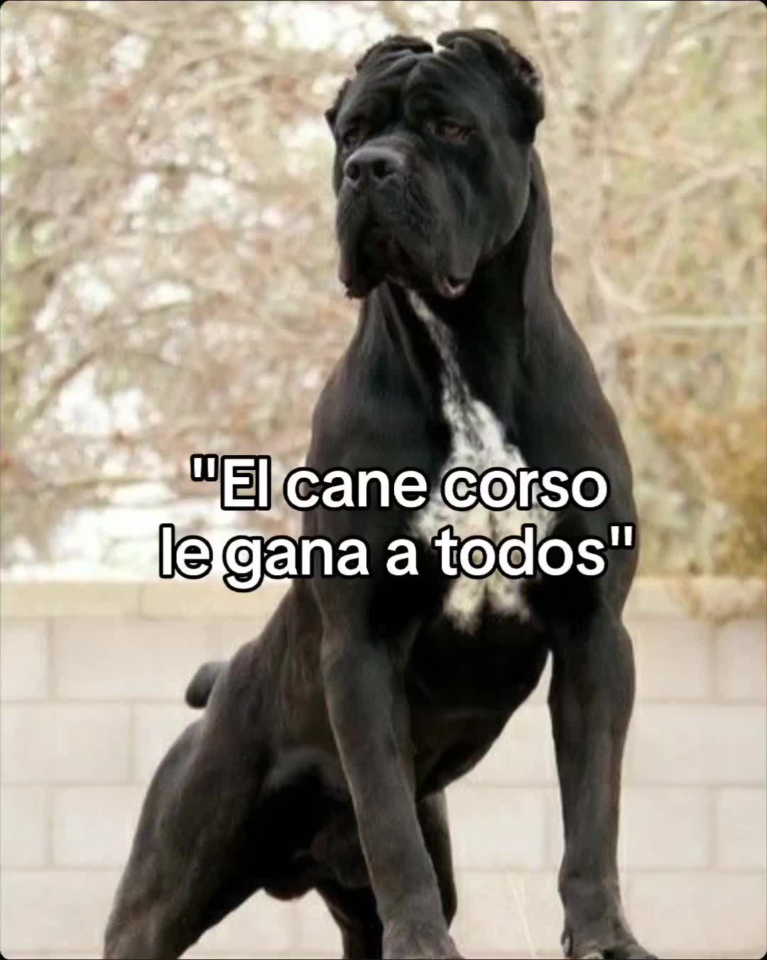 @Razas Caninas