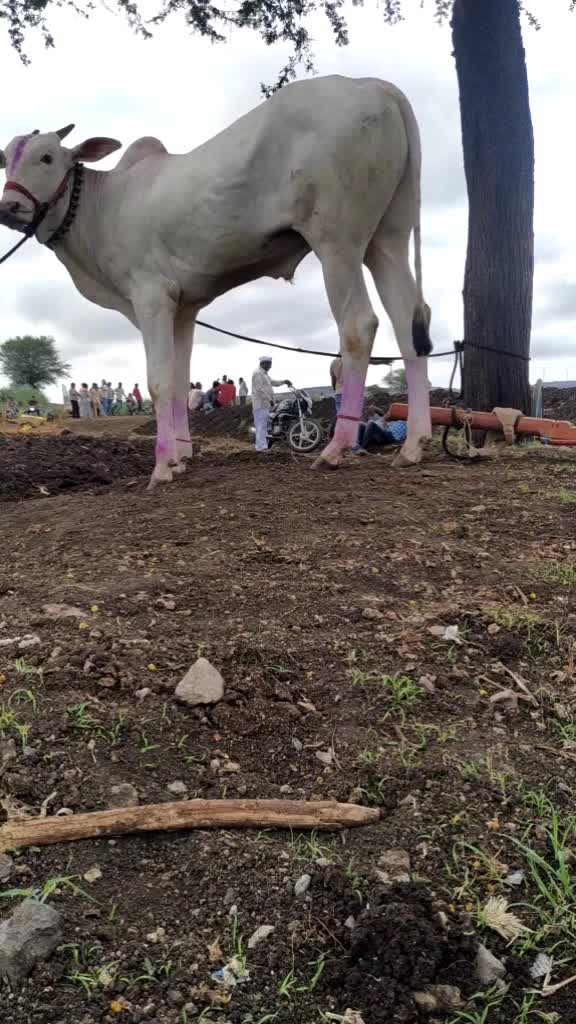 @vikram kenjale vk