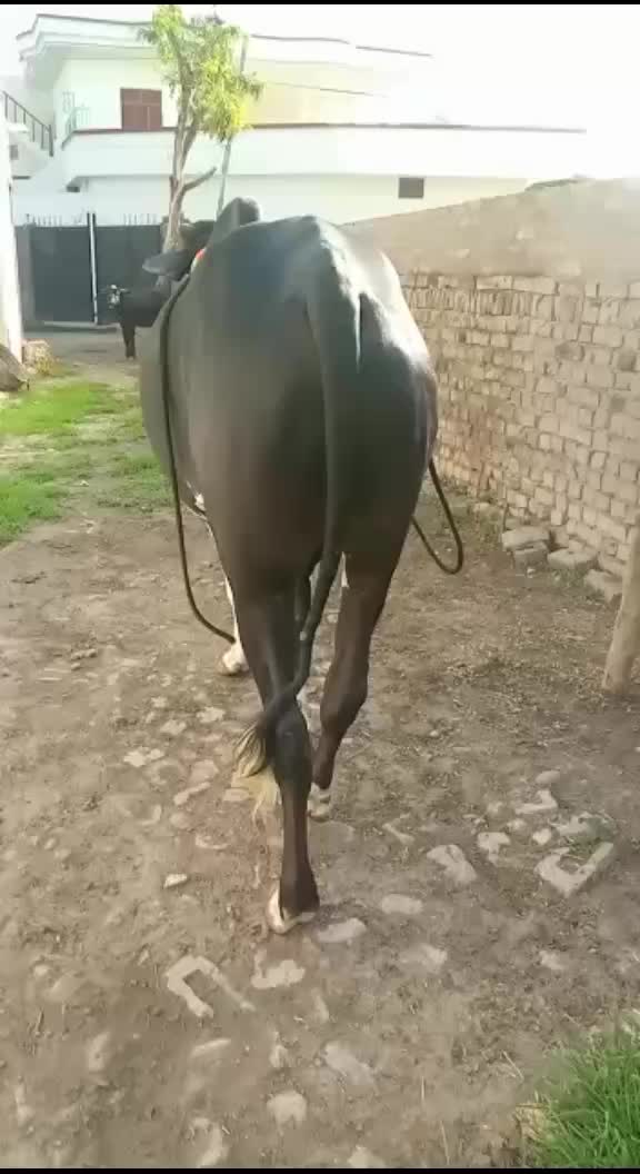 @Raja 786