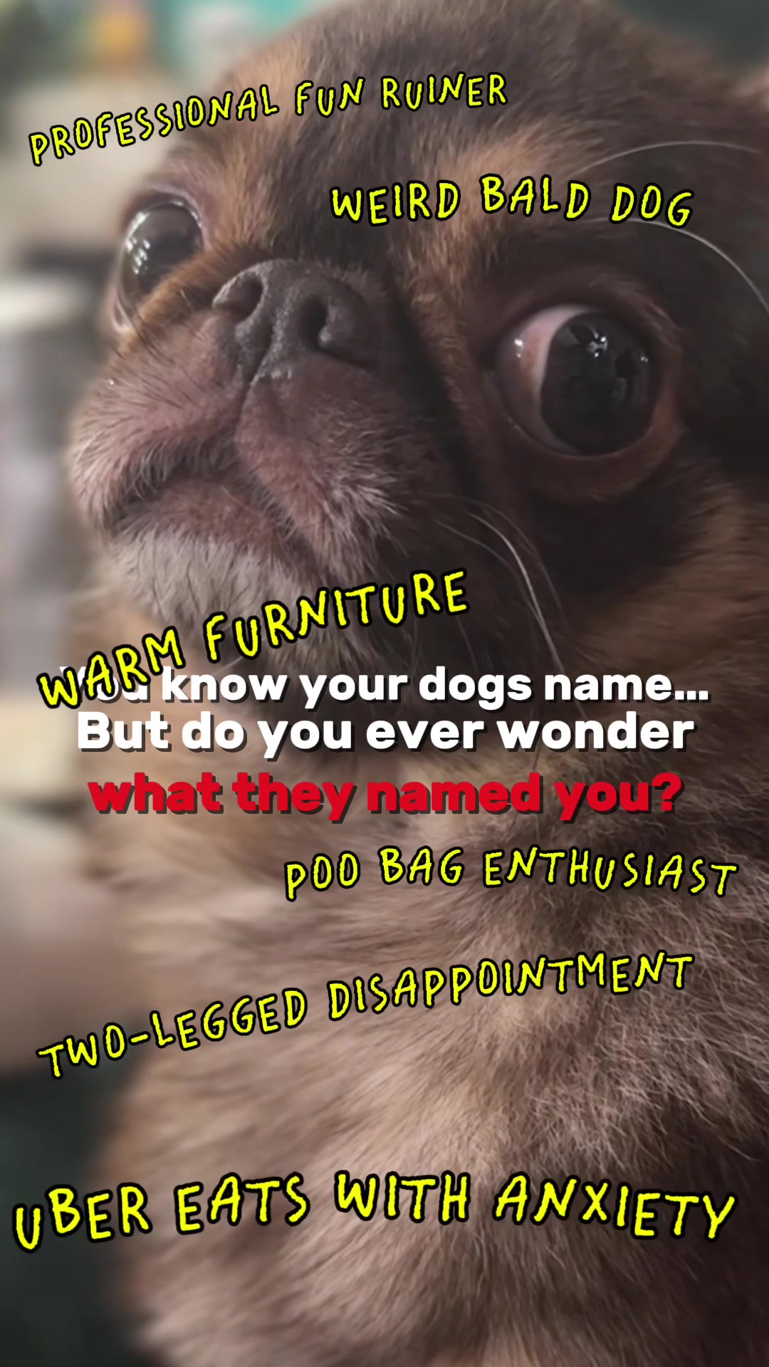 @ChilliThePug