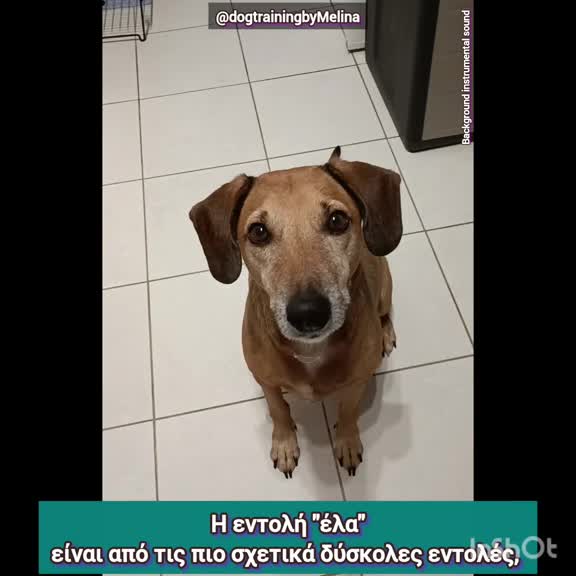@dogtrainingbymelina