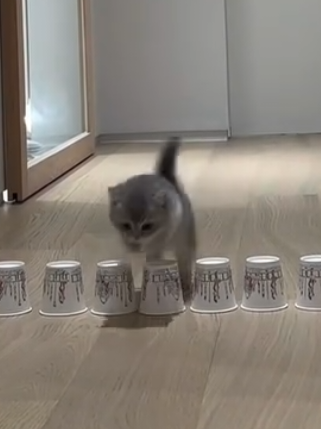 @Chonky World Of Cats