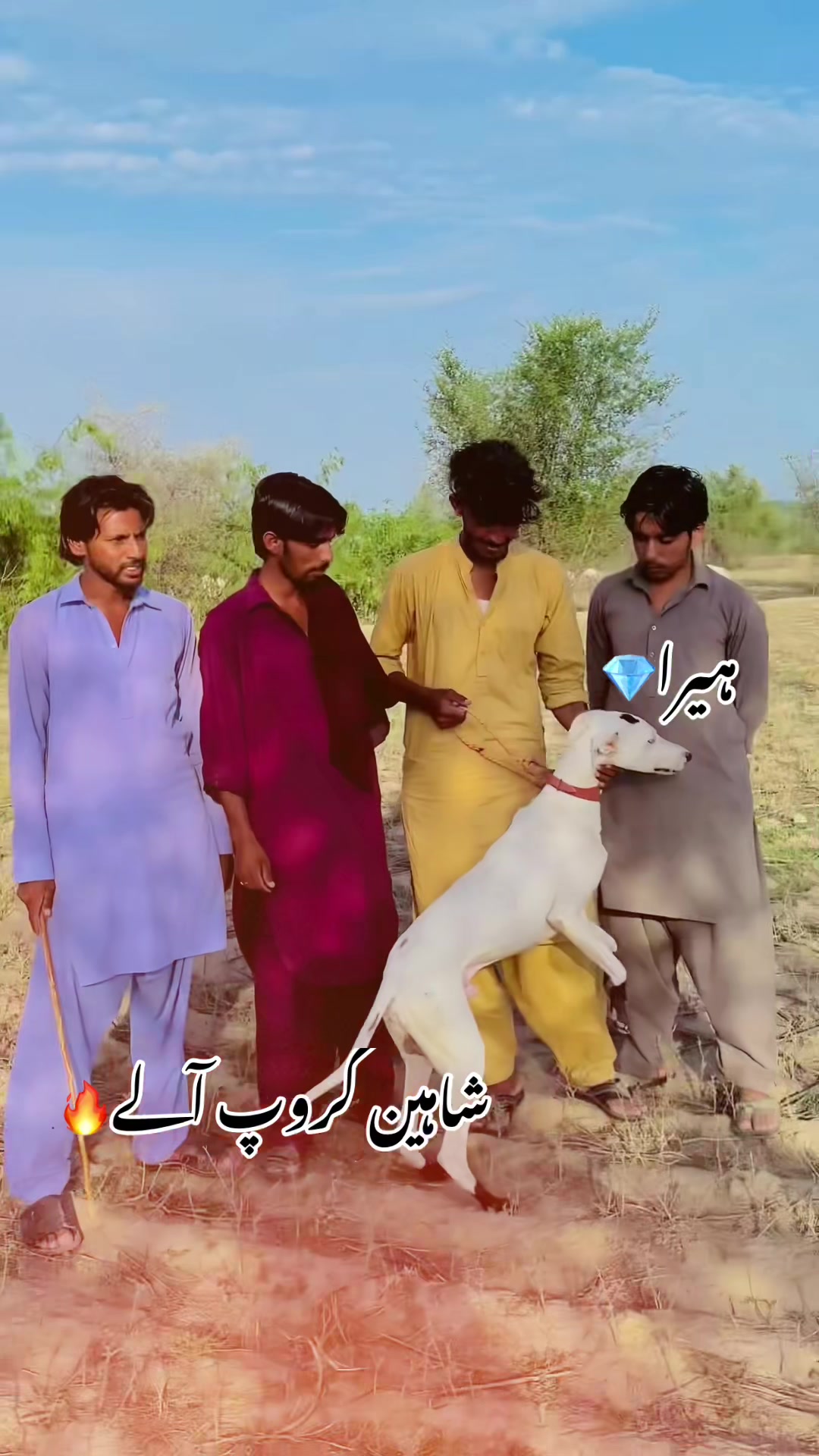 @شاہین گروپ آلہ🤟🔥F-16