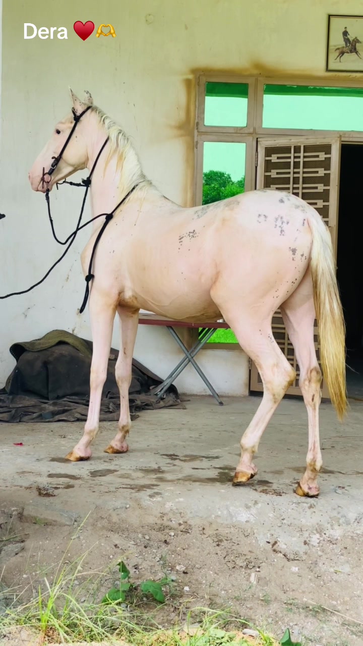 @Ch Hammad bokan &hearts;️🐎