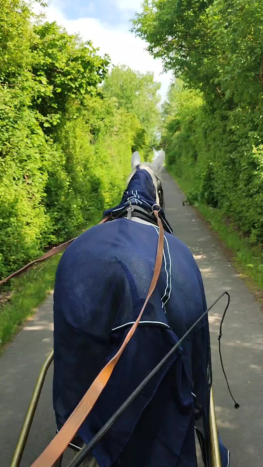 @Horses 🫶🌺