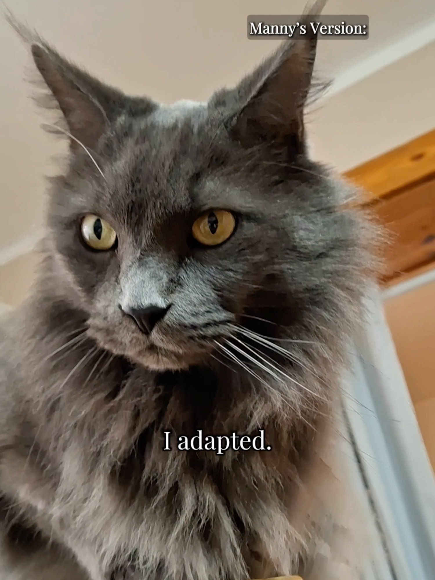 @Manny der Strizzikater