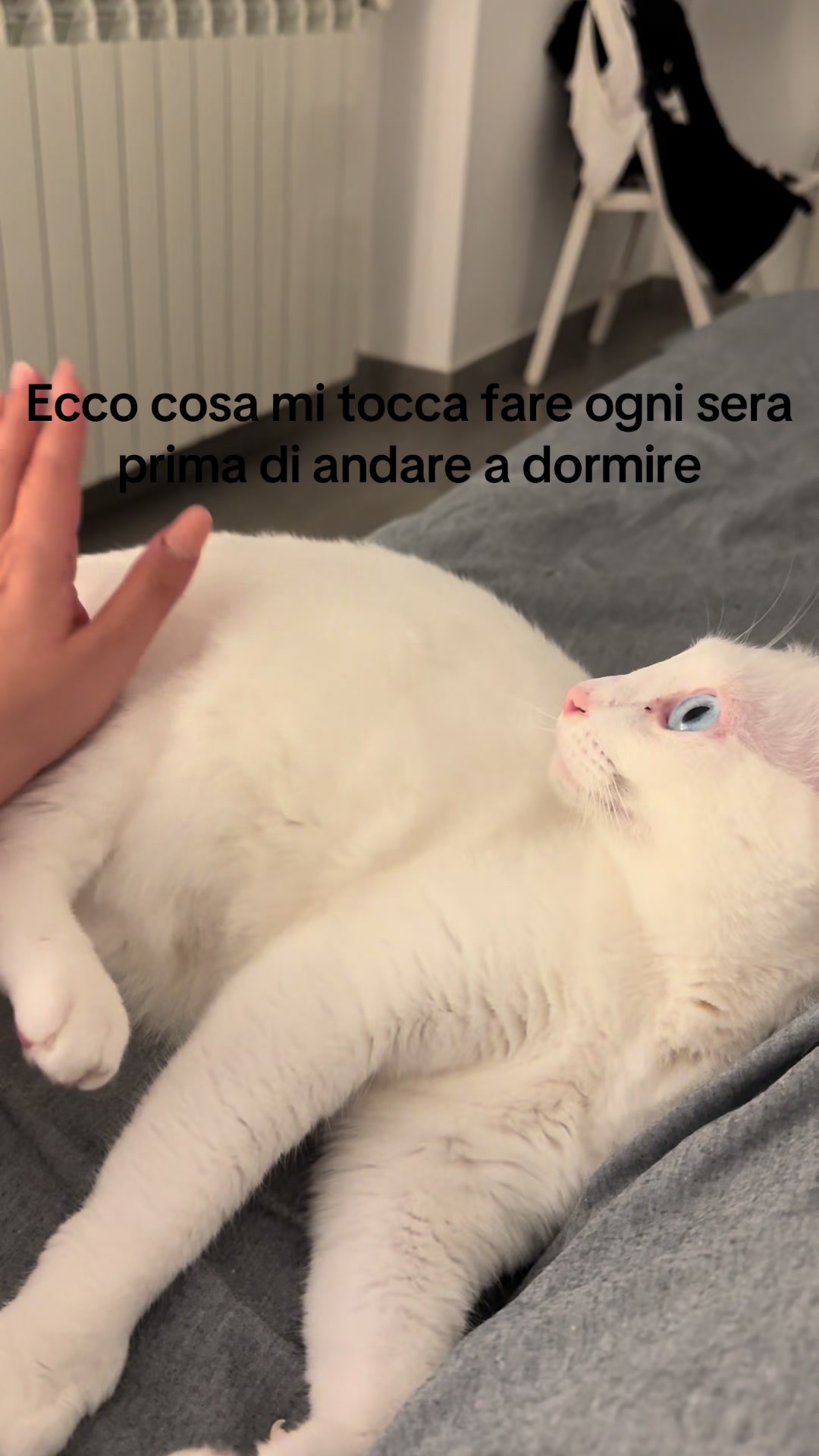 @Meshua Grosso🐸