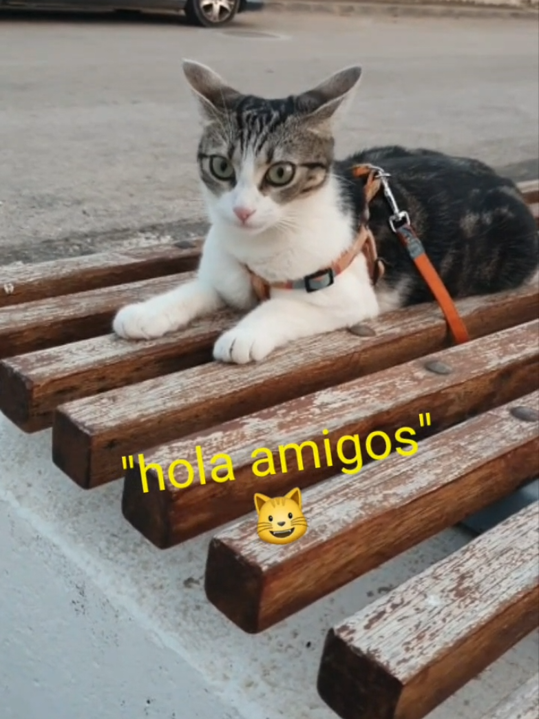 @nikii