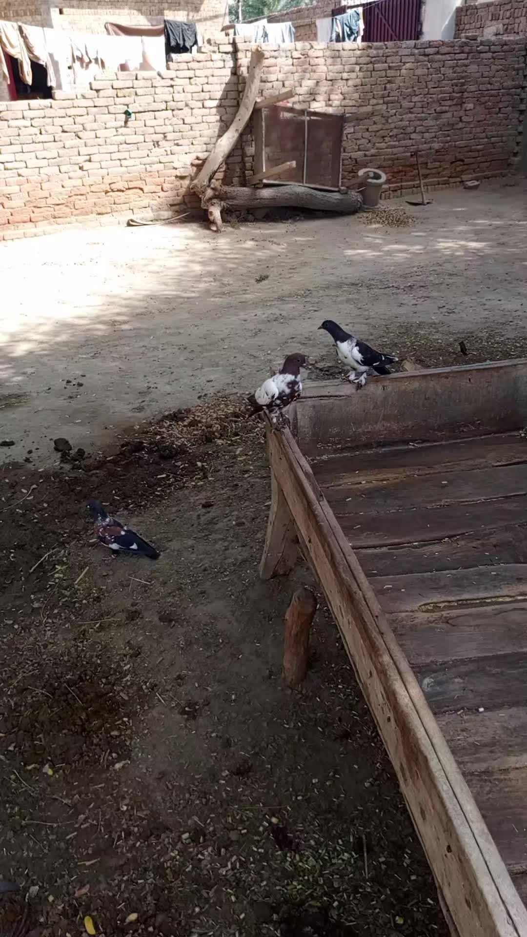 @best Birds912