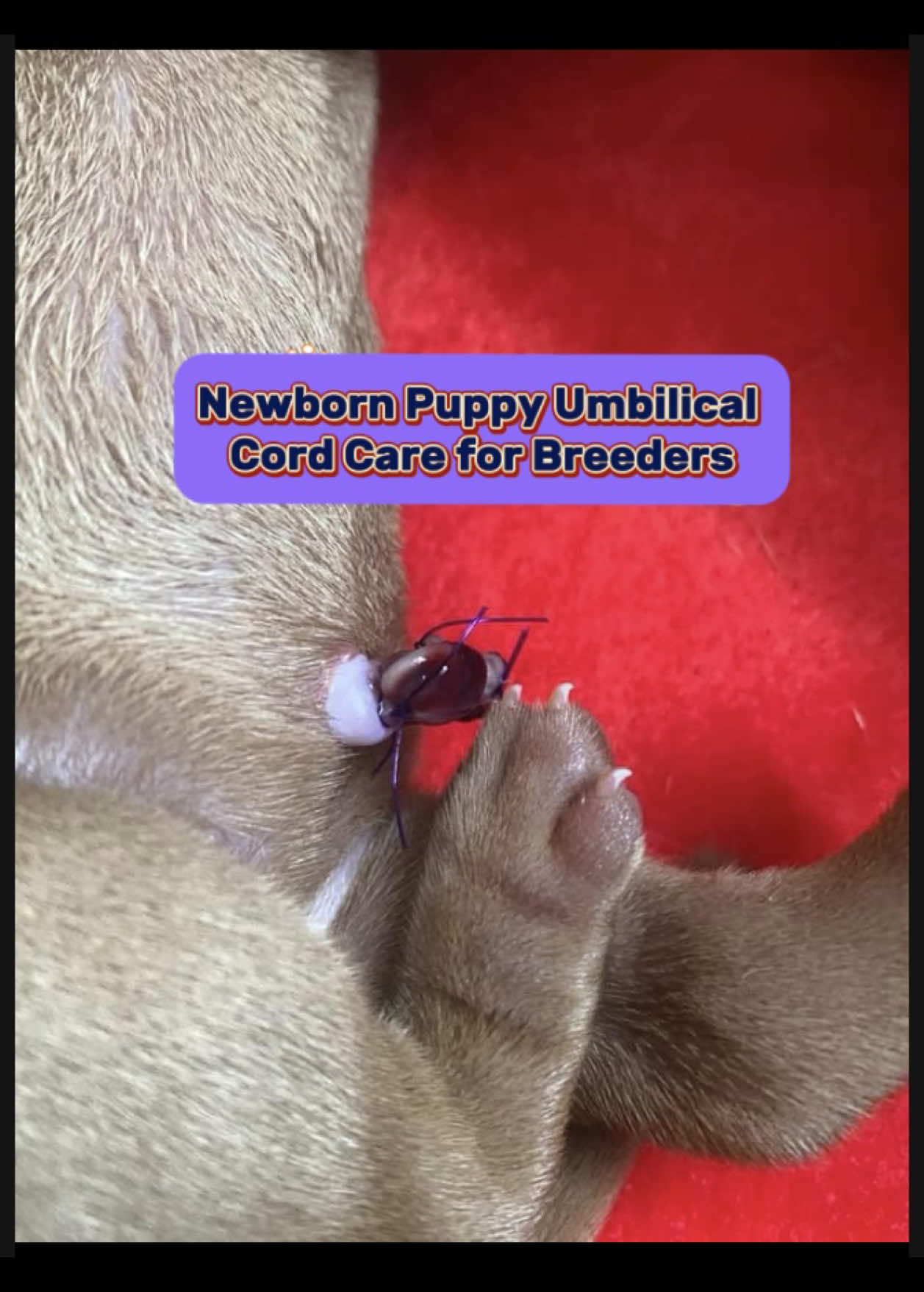 @Tracey | Breeder Mentor